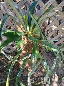 STAGHORN FERN/PATIO
