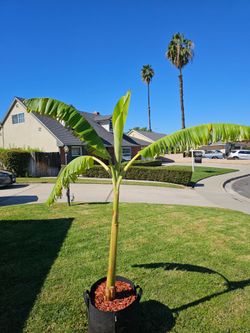 Ice Cream Banana plant (Blue Java Banana Tree)