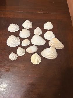 Natural White Cockle Seashells Lot of 15