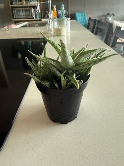 Arizona Snow Aloe
