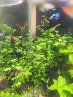 Japan Clover (Hydrocotyle Tripartita) – Live Aquarium Plant