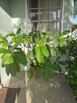 Plumeria plant in pot FREE