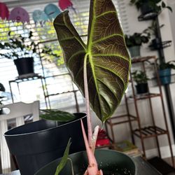 Indoor & outdoor plants