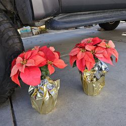 Fake Plants 🪴 For Christmas 
