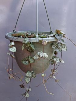 String of hearts