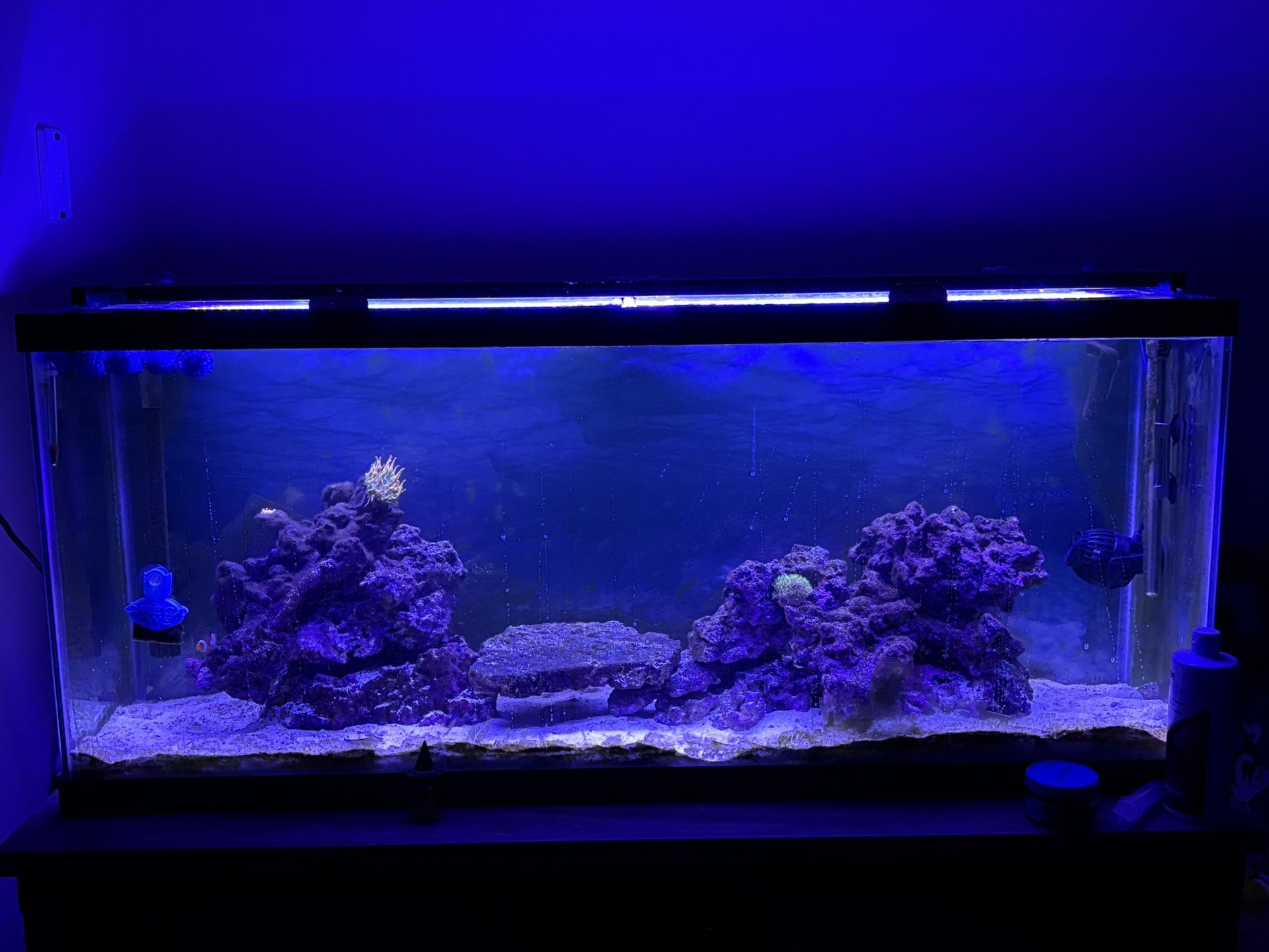 Established Saltwater Tank 55g