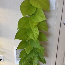 Bottom cut neon pothos on a moss pole + free bird of paradise plant stater