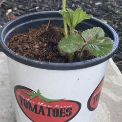 Strawberry Plants $3.99 - 4-6 Inches