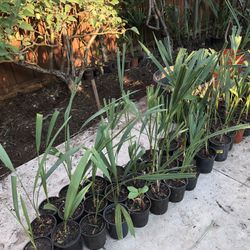 1 gallon palm tree sable palm.