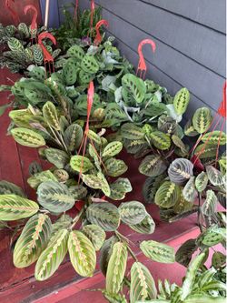 Healthy Houseplants for $18 each