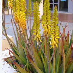 Aloe Vera Plant With Flowers 