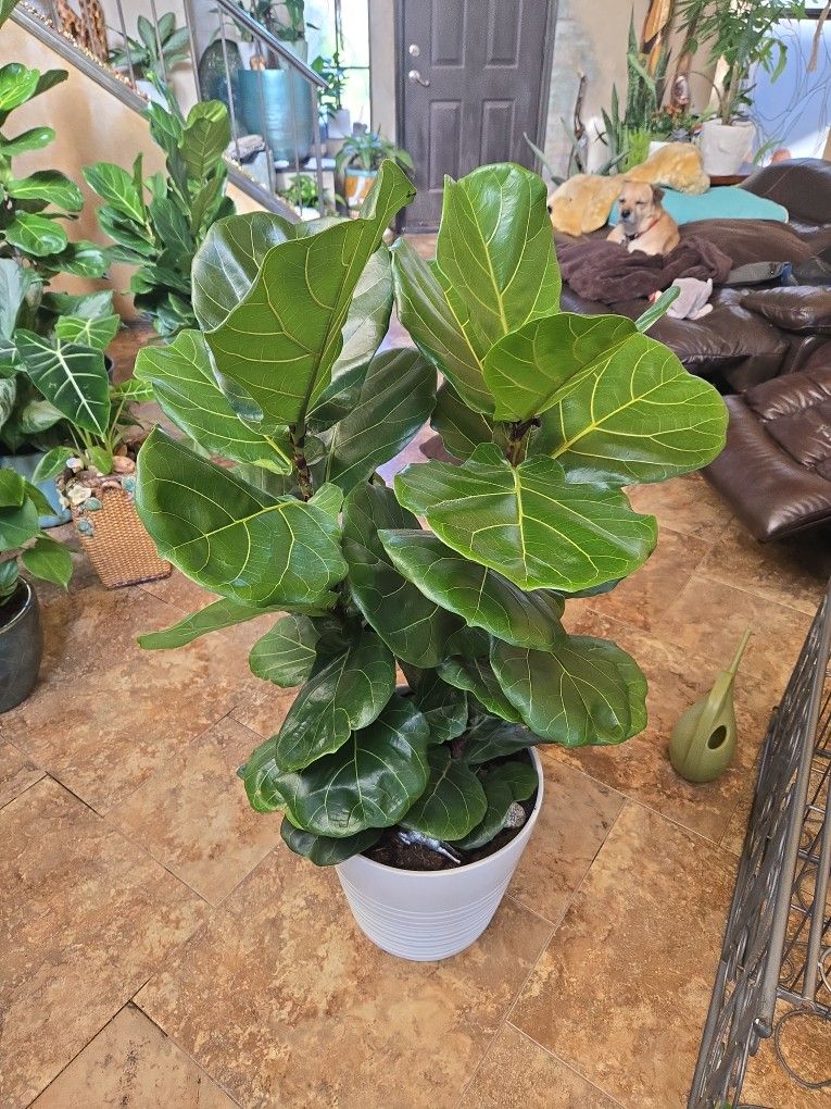 4ft Tall Fiddle Leaf Fig Plants In  13in Ceramic Pot 