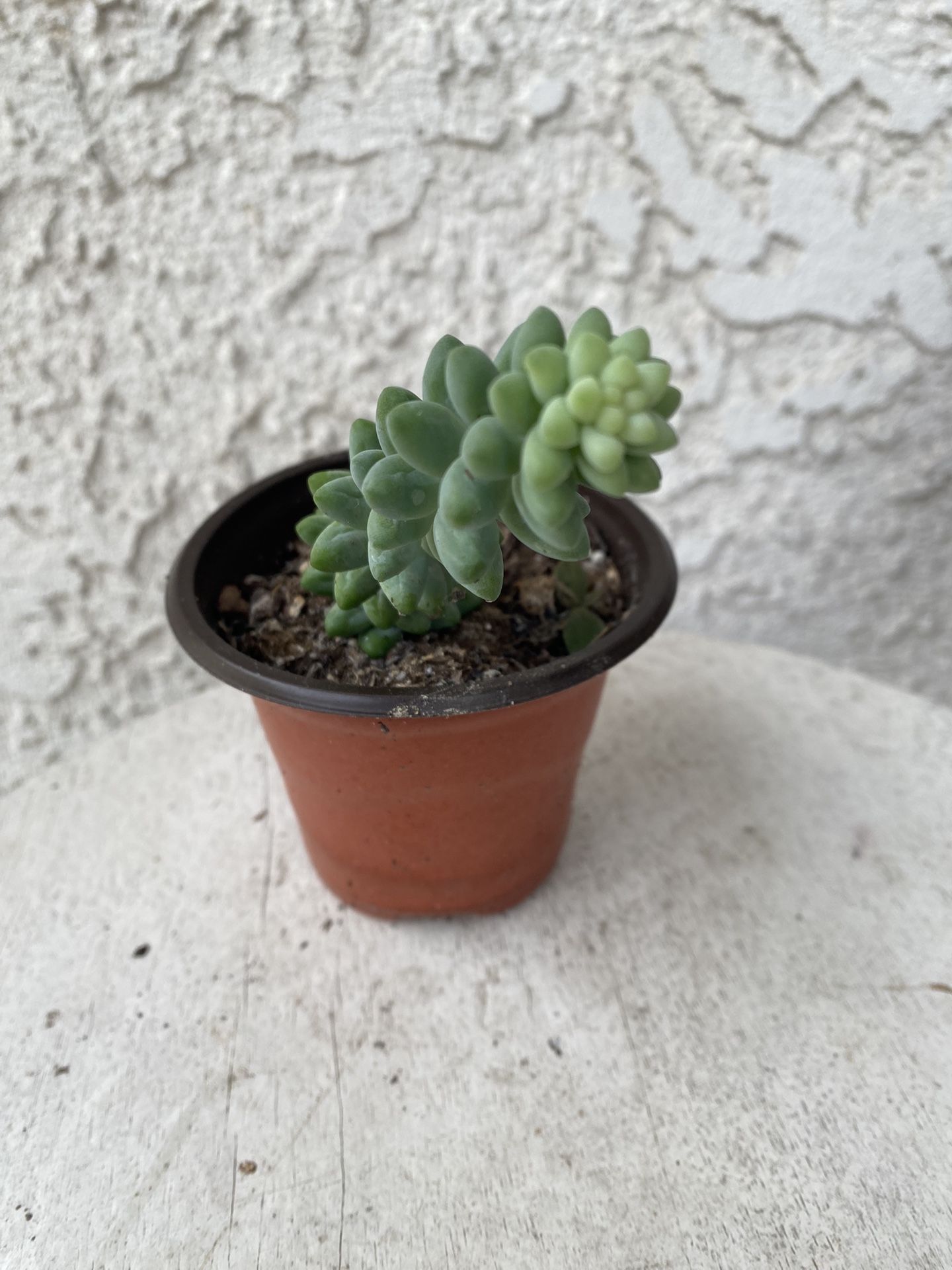 3 Inch Pot Succulent Plant - Sedum Morganianum - Burrito Donkey's-tail - Rooted & Established - Drought Resistant 🪴