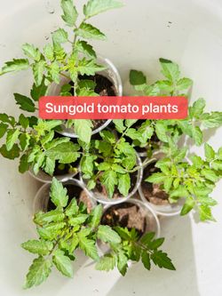Sungold tomato plants