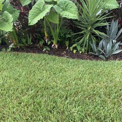 Free Elephant Ears  And Baby Agave Plants
