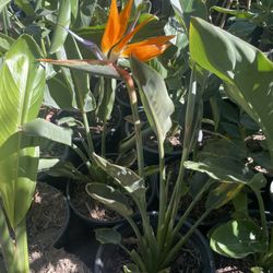 5  Gallon Size- Bird Of Paradise- Ficus- Boxwood- Rose Bushes- Lavender- Hibiscus- Pepper Trees 