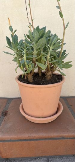 Succulent Planted Terracotta pot planter