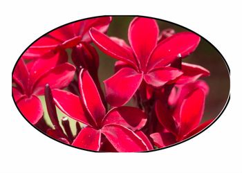 Plumeria