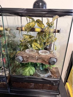 Adult male crested gecko - Wiley