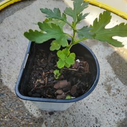 Planta Igual Que La Flor $2