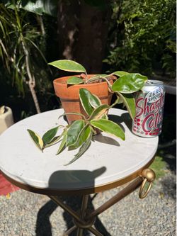 Hoya krimson queen