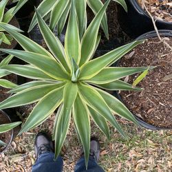 Yellow Variegated Agave