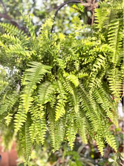 Tropical plant