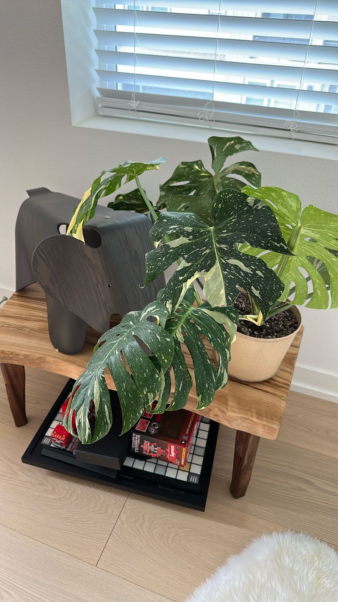 Monstera Thai Constellation