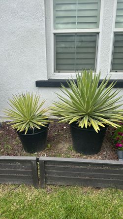 Plants With Pot
