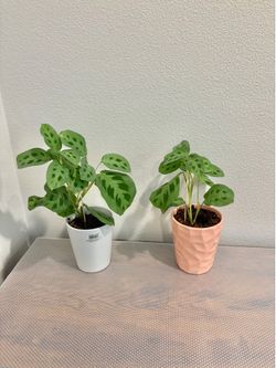 Prayer plants