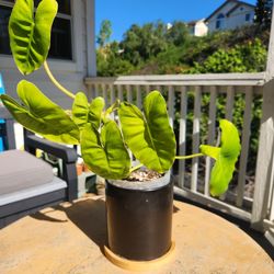Philodendron 