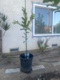 台灣無籽脆芭藥果樹/Taiwanese Guava