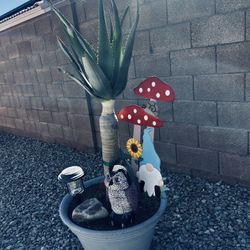 Aloe Hercules Plant 4 Feet Tall Strong And Healthy 