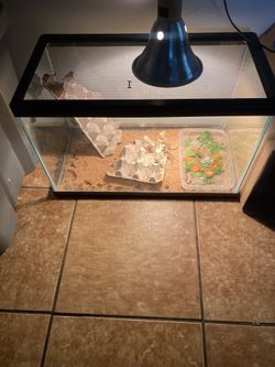 Lizard Aquarium