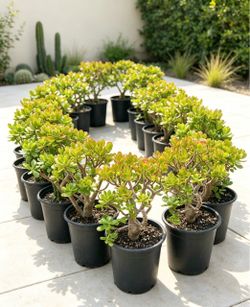 Jade trees for privacy hedge/ privacy fence/ bush If you know how easy it is to take care of them, you will love them! And they are evergreen, low t
