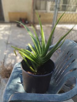 Medium aloe vera plant