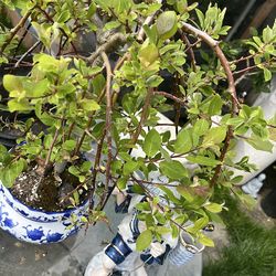 Bonsai