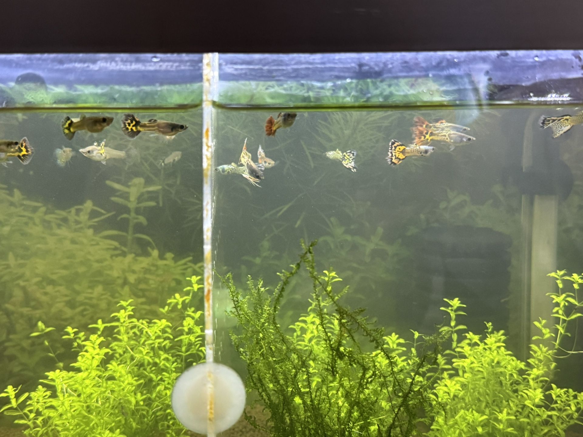Fish Tank Guppy Toys