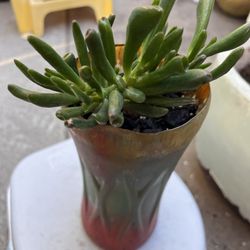 Beautiful Succulents 