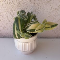 Tradescantia Sillamontana White Velvet 