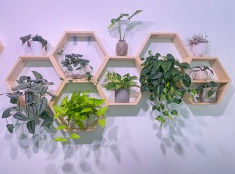 Beehive shelves