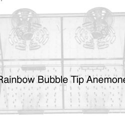 Aquarium Decor Breeding Box for RAINBOW BUBBLE TIP ANEMONE