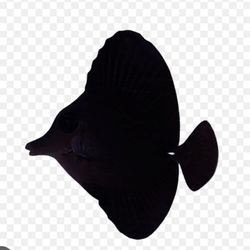 Black Tang