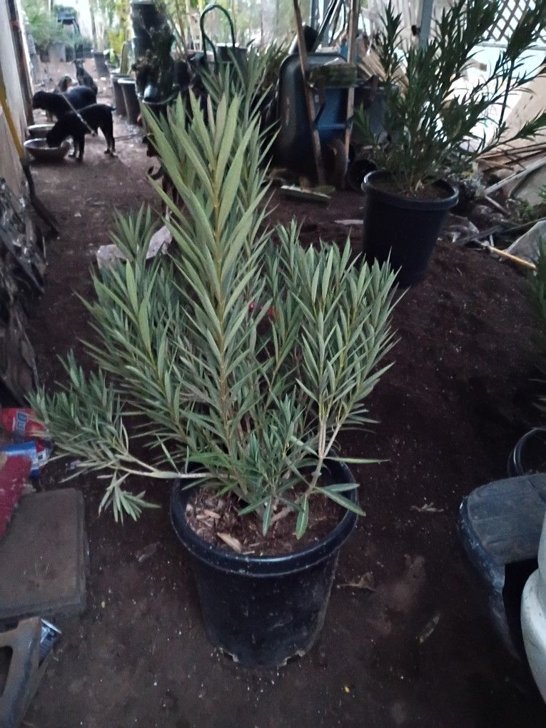 Dwarf (Petite) Oleander