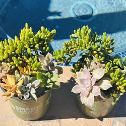 Arrangement Succulents