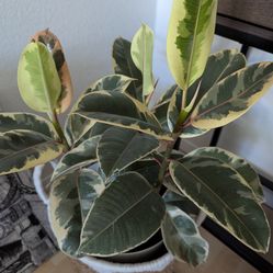 Varigated Ficus