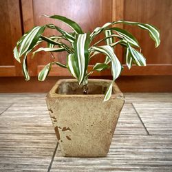 Dracaena 'White Jewel' (Variegated Corn Plant) with Planter Pot