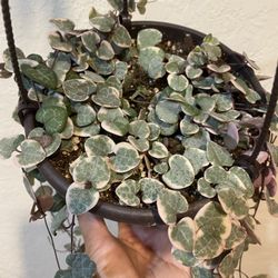 variegated string of hearts Plant , 6â Hanging , $90 Each