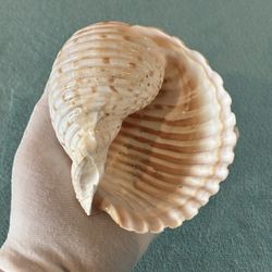 Giant Tun Shell — Tonnidae Species Collector Specimen/Decor Seashell