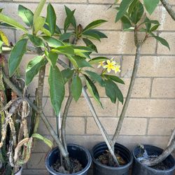 Plumeria Tree